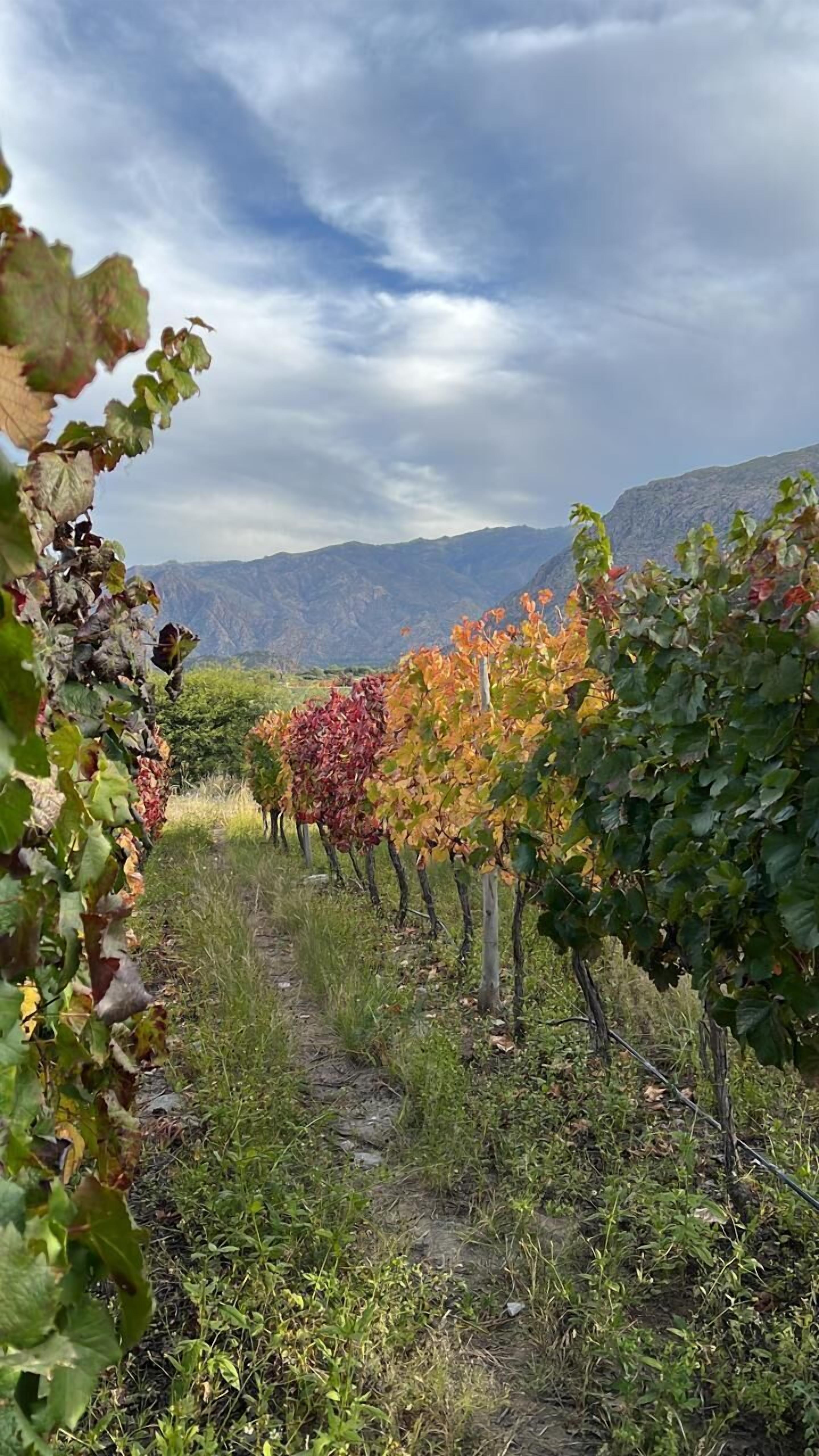 Vingård