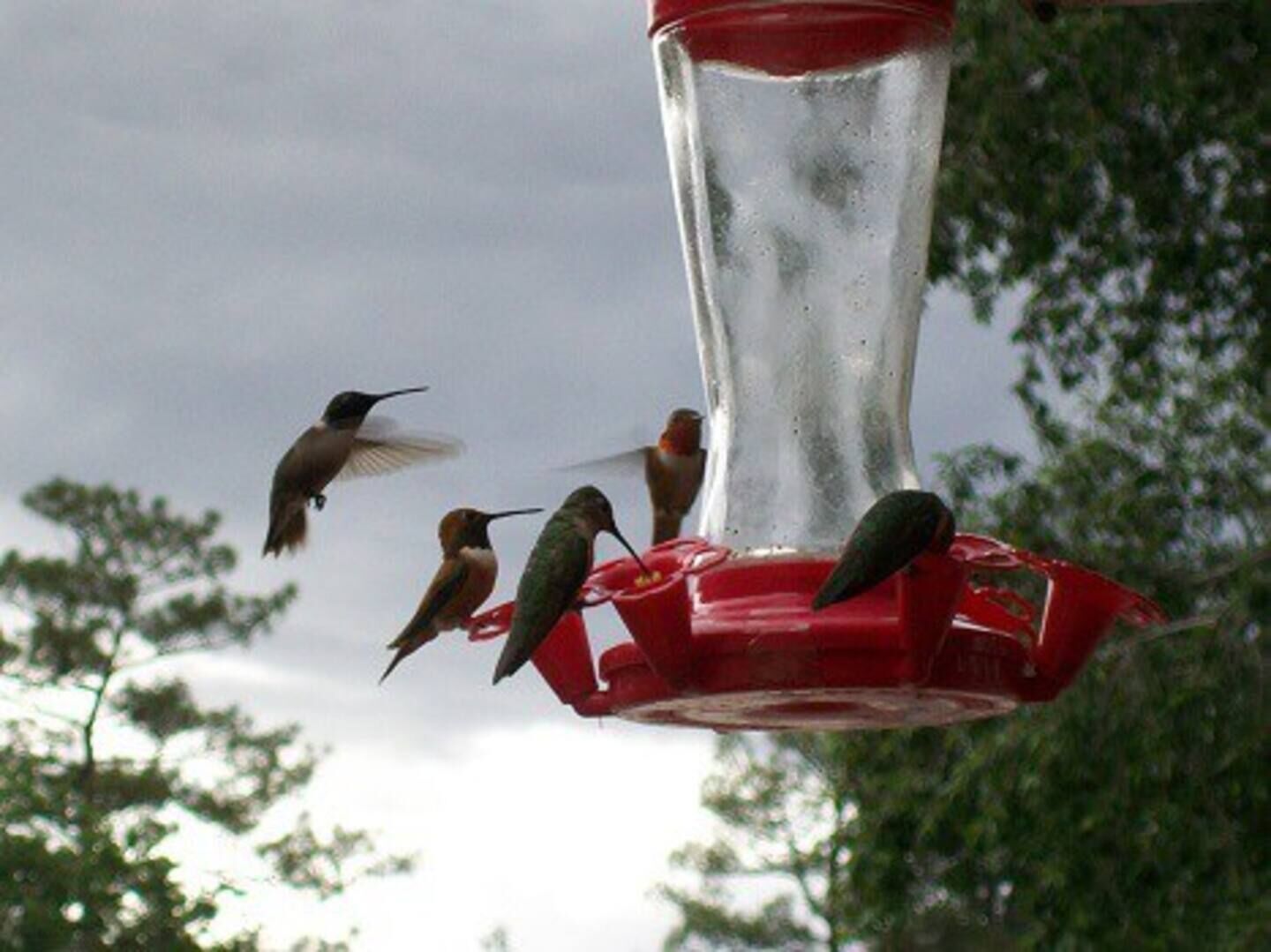 A bird feeder with multiple birds around it, set against a backdrop of trees and a cloudy sky.