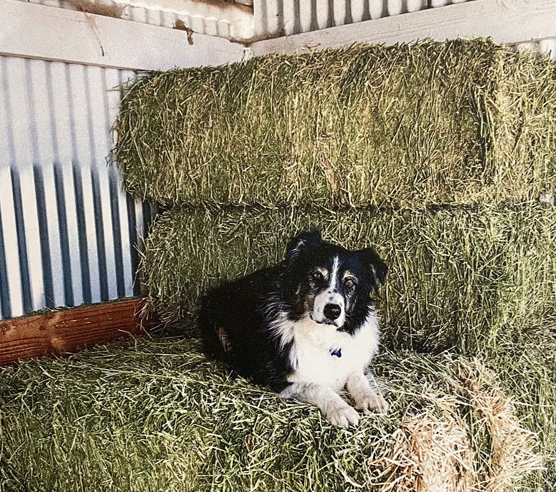 A dog resting on hay bales in a barn-like setting.