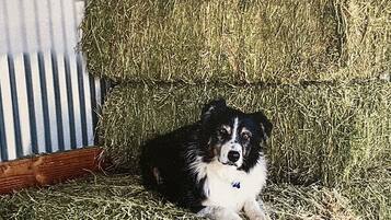 A dog resting on hay bales in a barn-like setting.