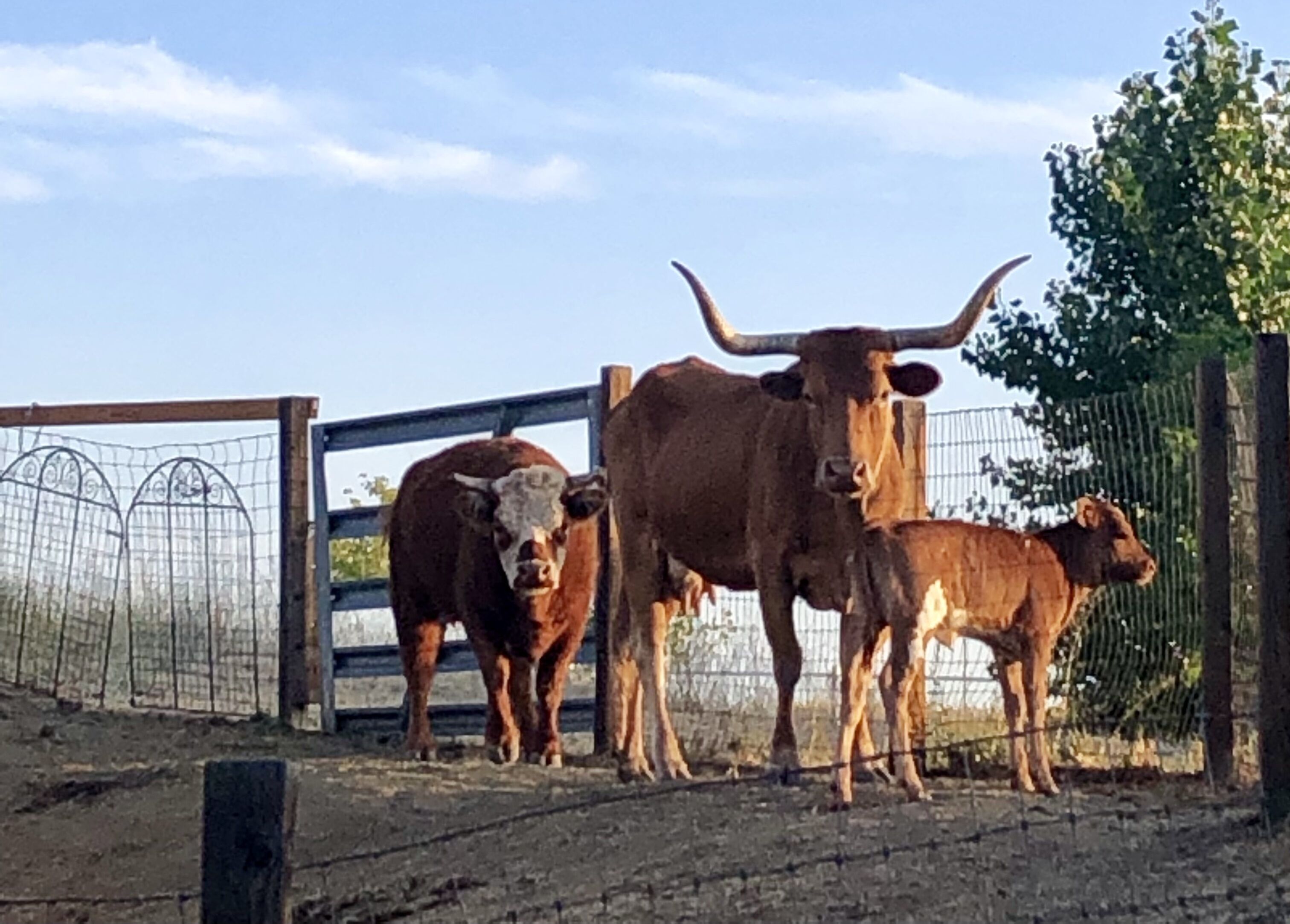 A fenced area with two cows and a baby cow standing near a gate.