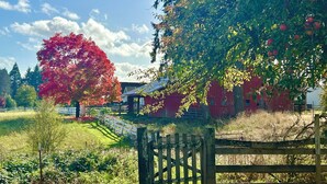 Paisagem rural com um celeiro vermelho, cerca branca e uma grande árvore com folhas vermelhas.