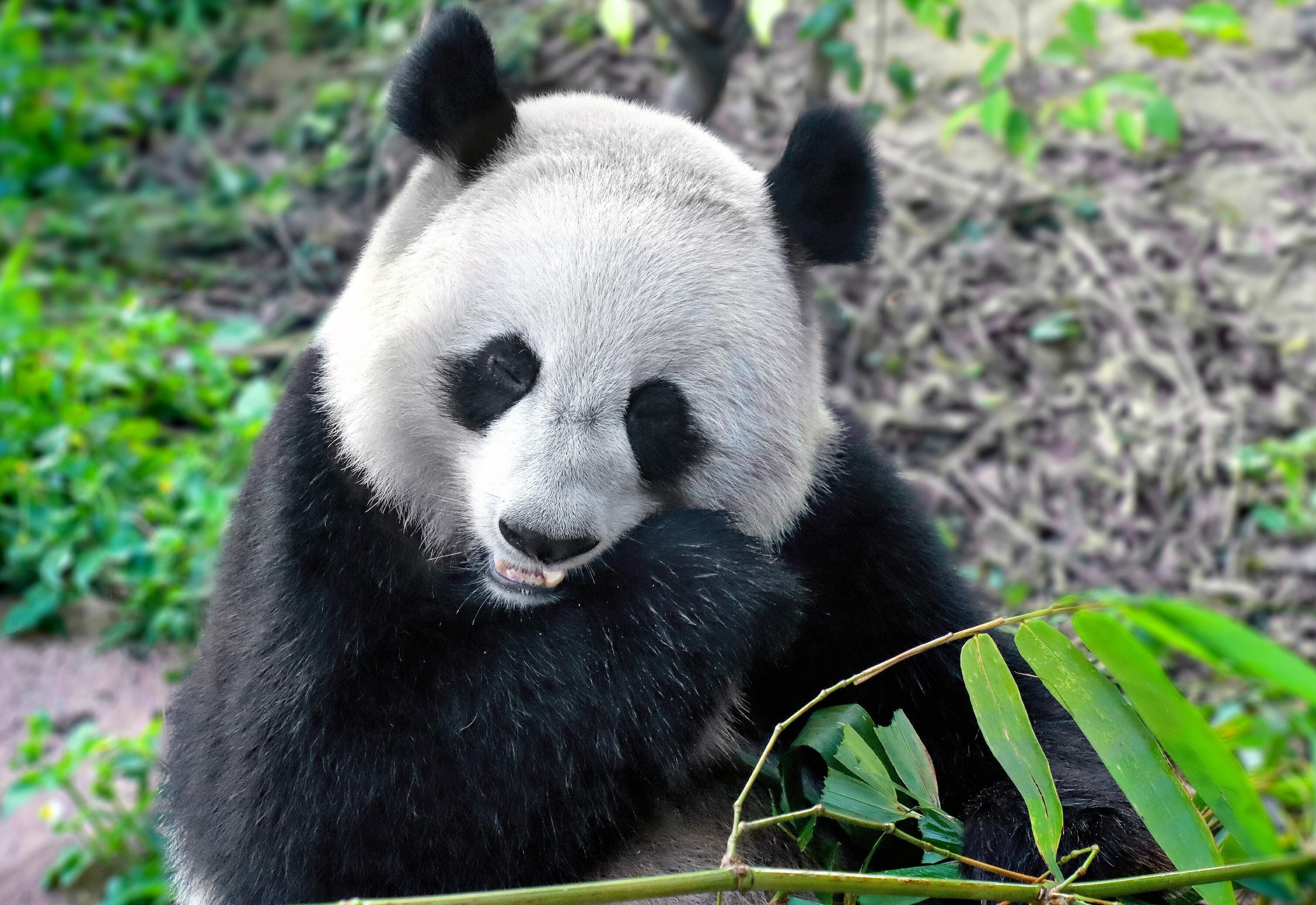 A panda resting with a branch in its mouth.