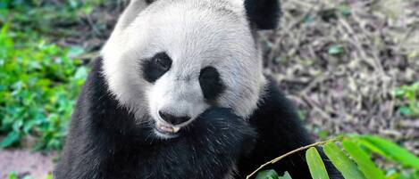 Een panda die uitrust met een tak in zijn mond.