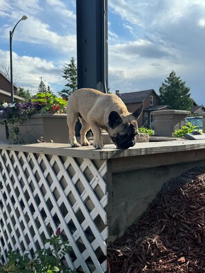 Pet-friendly - Canoe On Inn  (Ely)