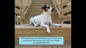 A dog lying on a wooden deck with a staircase in the background. - Your Fresh Beach Oasis! (Corolla)