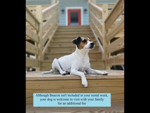 A dog lying on a wooden deck with a staircase in the background.