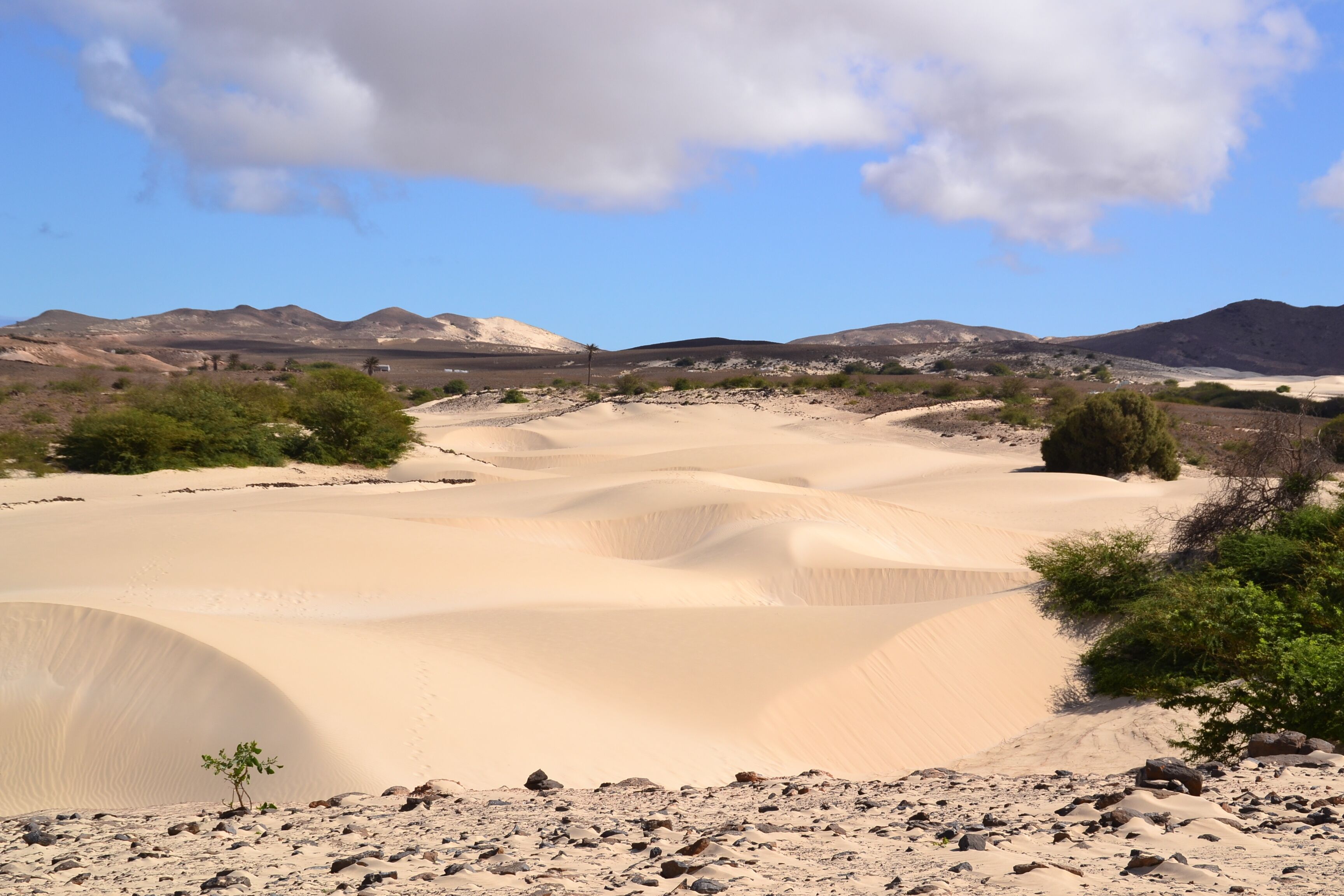 A desert landscape with sand dunes and sparse vegetation.