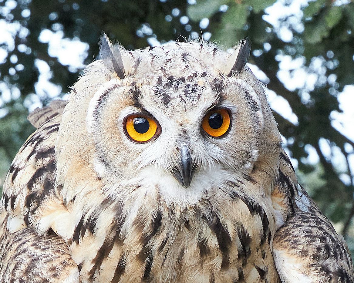 Un gros plan d’une chouette aux yeux jaunes et au plumage aux motifs détaillés.