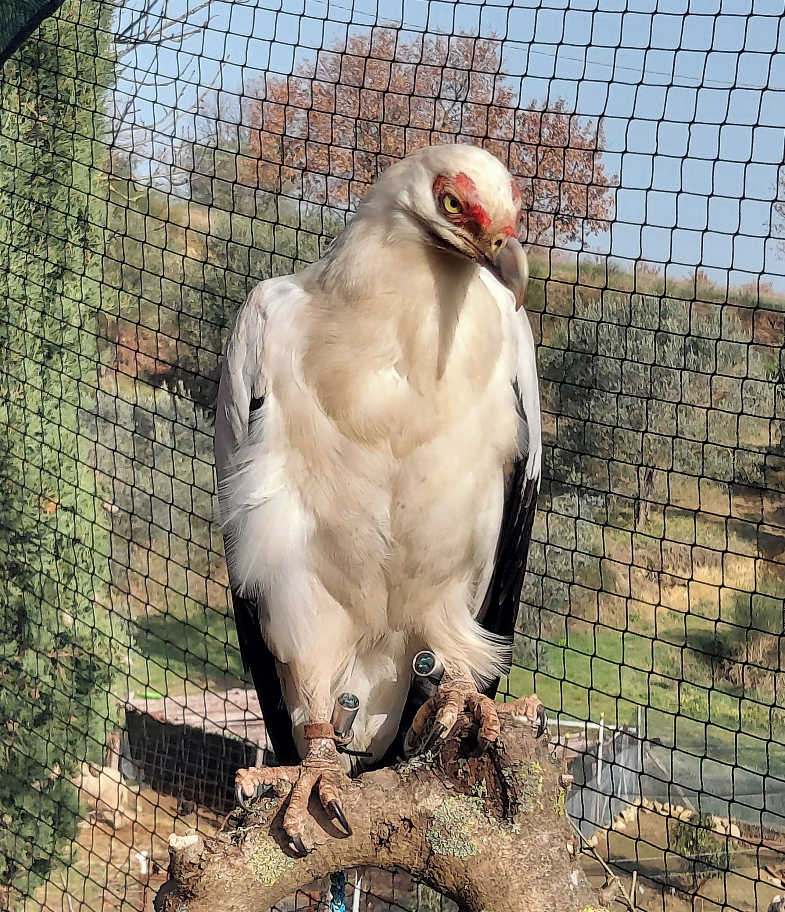 Een vogel met witte en zwarte veren, een rode snavel en gele ogen, zit op een tak in een gaasomheining.