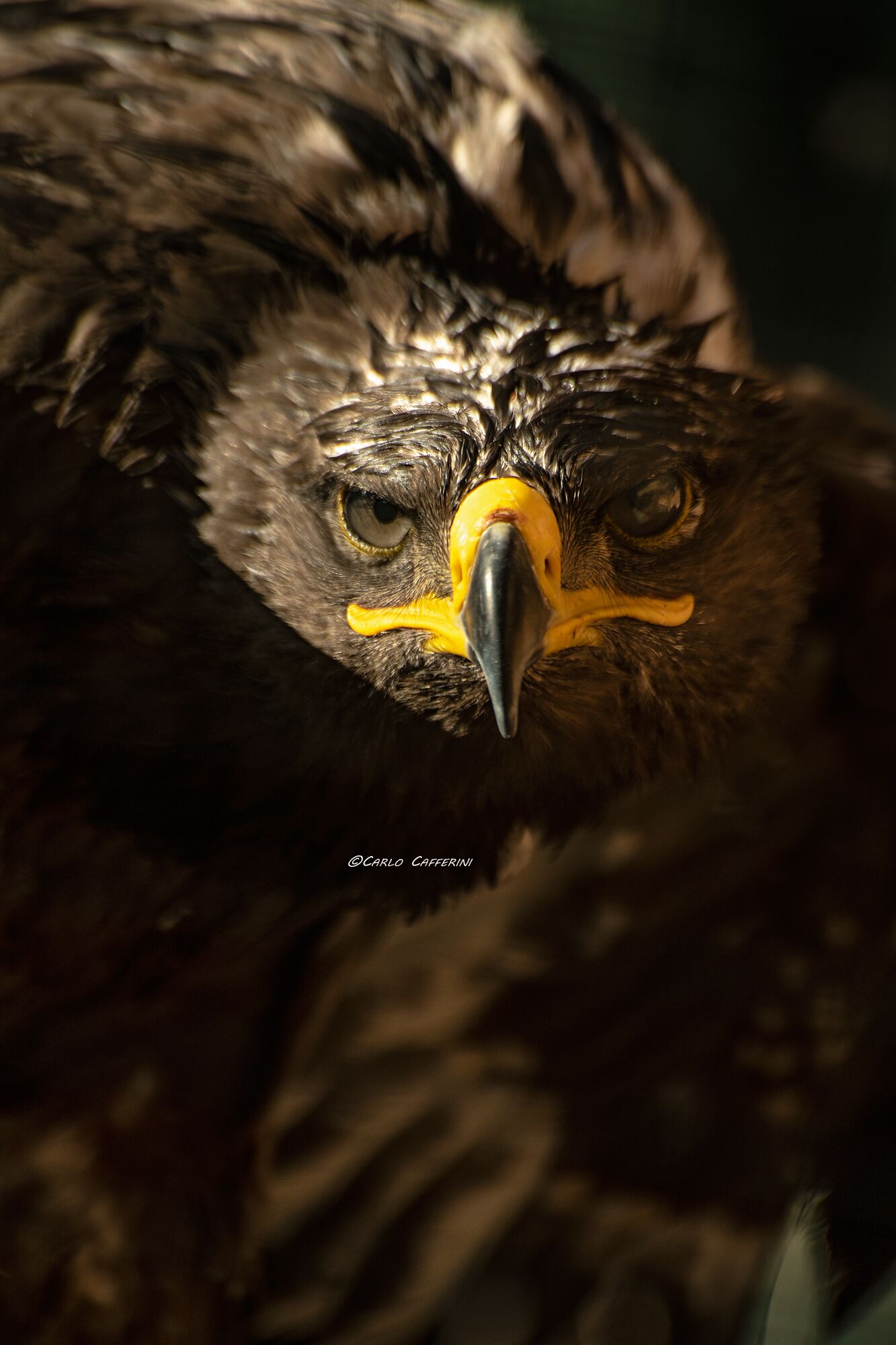 A close-up of a bird's head, focusing on its eye and beak.