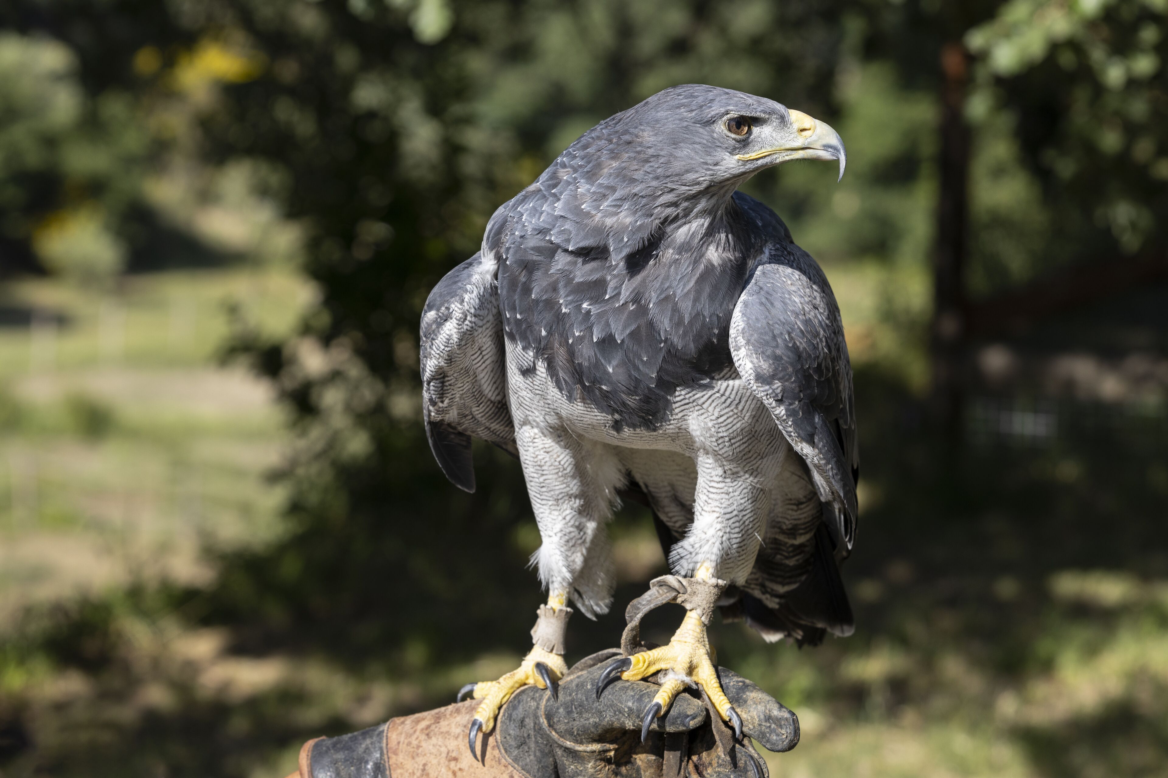 Ein Greifvogel sitzt auf einem Felsen.