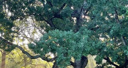 6 bd Country Estate on 28 Acres near Lk Geneva w/ Ponds, Trails, Fenced Dog-park