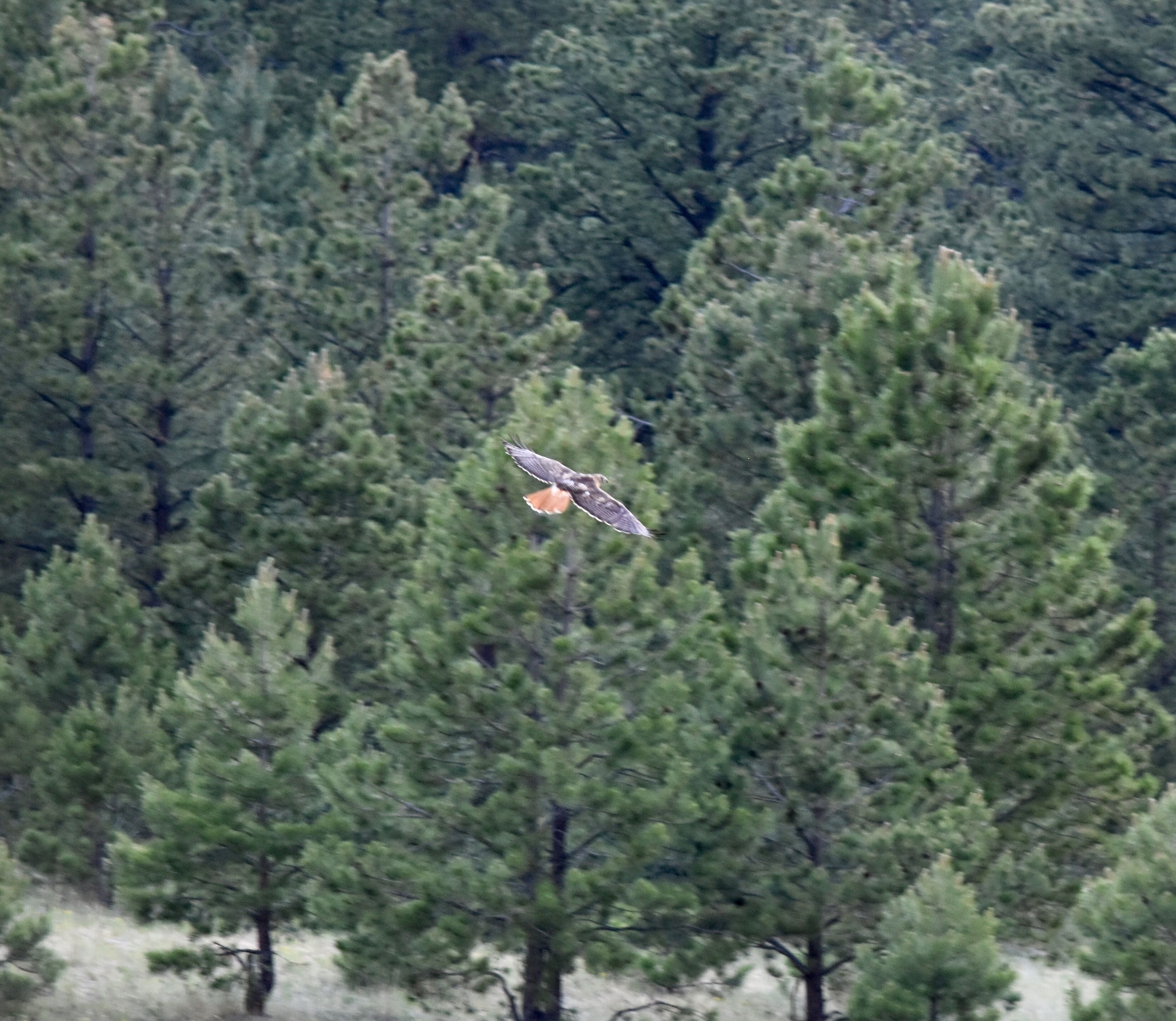 Beat the heat at a camping retreat! Mountain Cool!