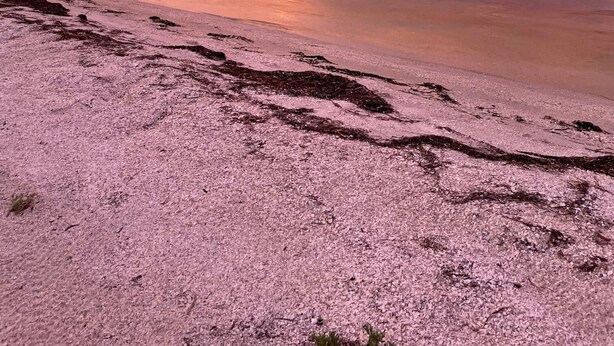 Uma praia com mar calmo e céu rosado.