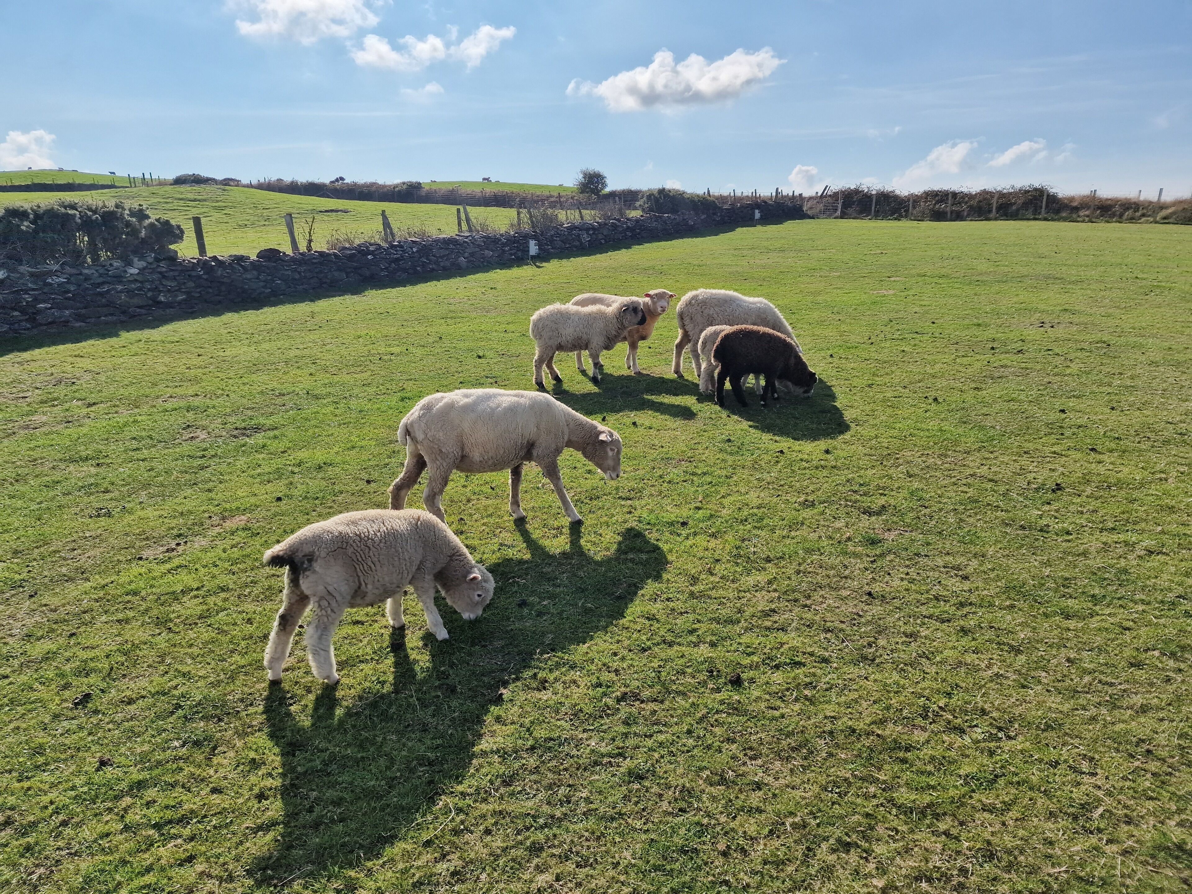 Un prato erboso con un muro in pietra e una recinzione.