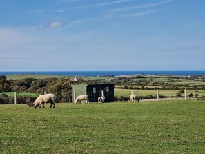 Paisagem rural com ovelhas pastando, uma pequena construção verde e vista distante do mar.