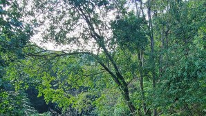 A lush green landscape with a dirt path leading through a wooded area.