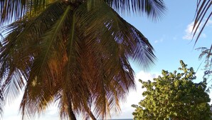 A beach scene with a palm tree and a small tree, a sandy shore, and the ocean in the background. - Honiiwell rooms and suites (St. George's)