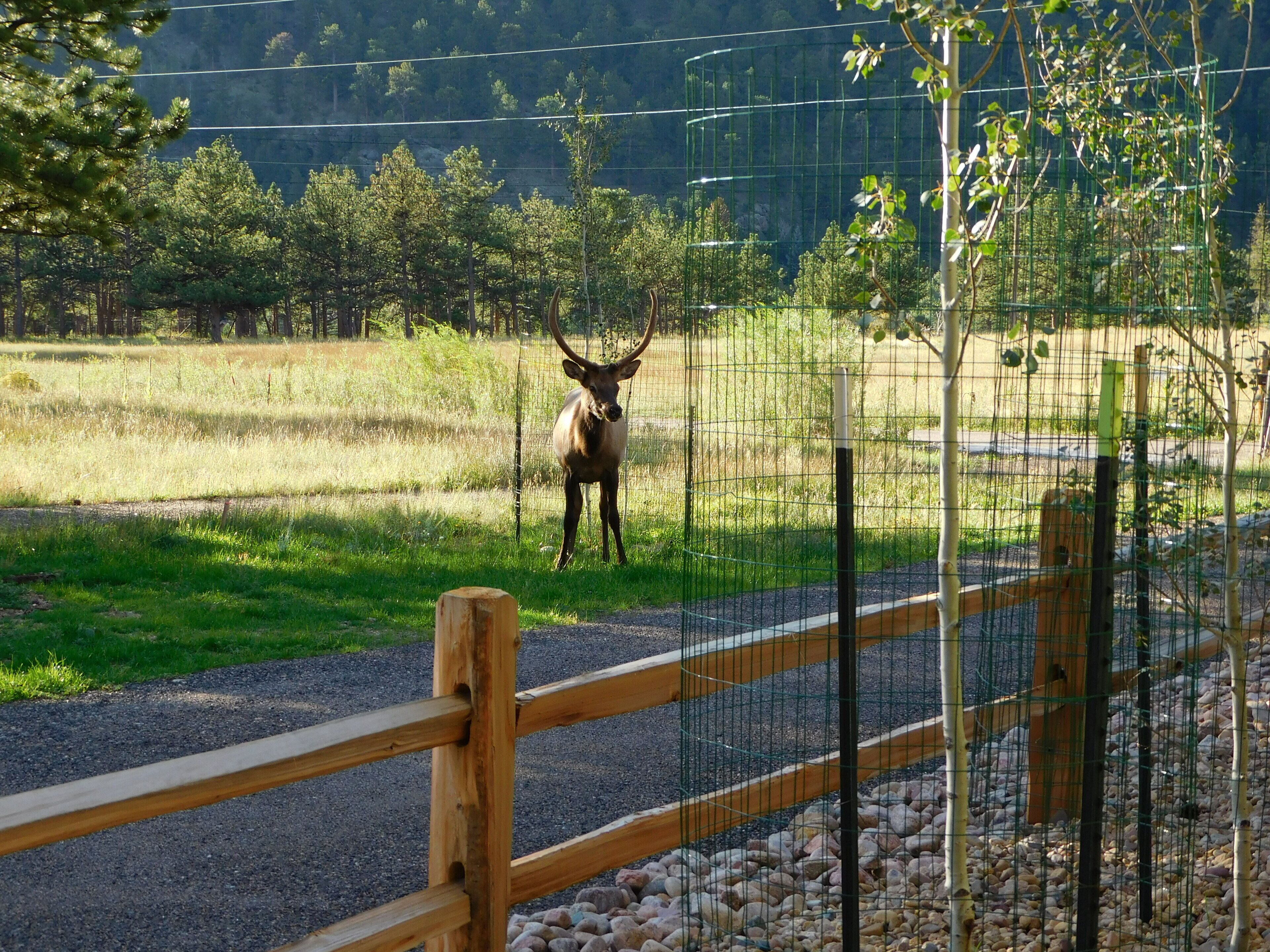A fenced area with a deer standing in the background.