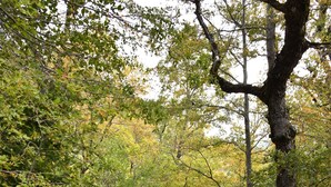 A forested path with a dirt trail surrounded by trees and underbrush. - Conguillio Park Cabin for 4 people (Melipeuco, Araucania)