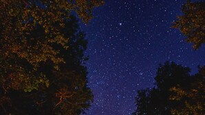 A cabin with a starry night sky visible through the trees. - Conguillio Park Cabin for 4 people (Melipeuco, Araucania)