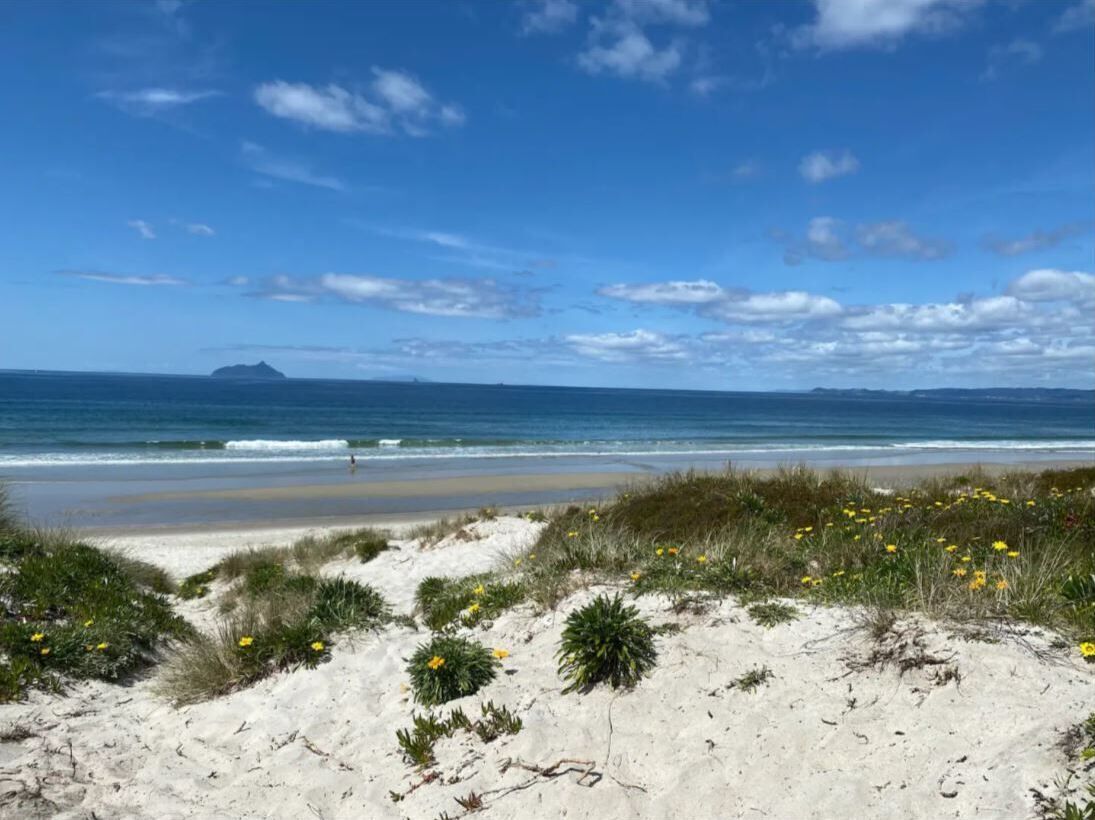 Una spiaggia con sabbia bianca, fiori gialli e un cielo azzurro terso.