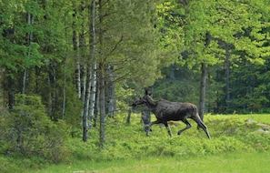 A moose in a forested area with tall trees and dense underbrush. - Awesome Home in Nossebro With 1 Bedrooms (Nossebro)