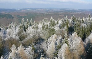 A forested landscape with dense evergreen trees. - Awesome Home in Osterode With 4 Bedrooms and Wifi (Harztor)
