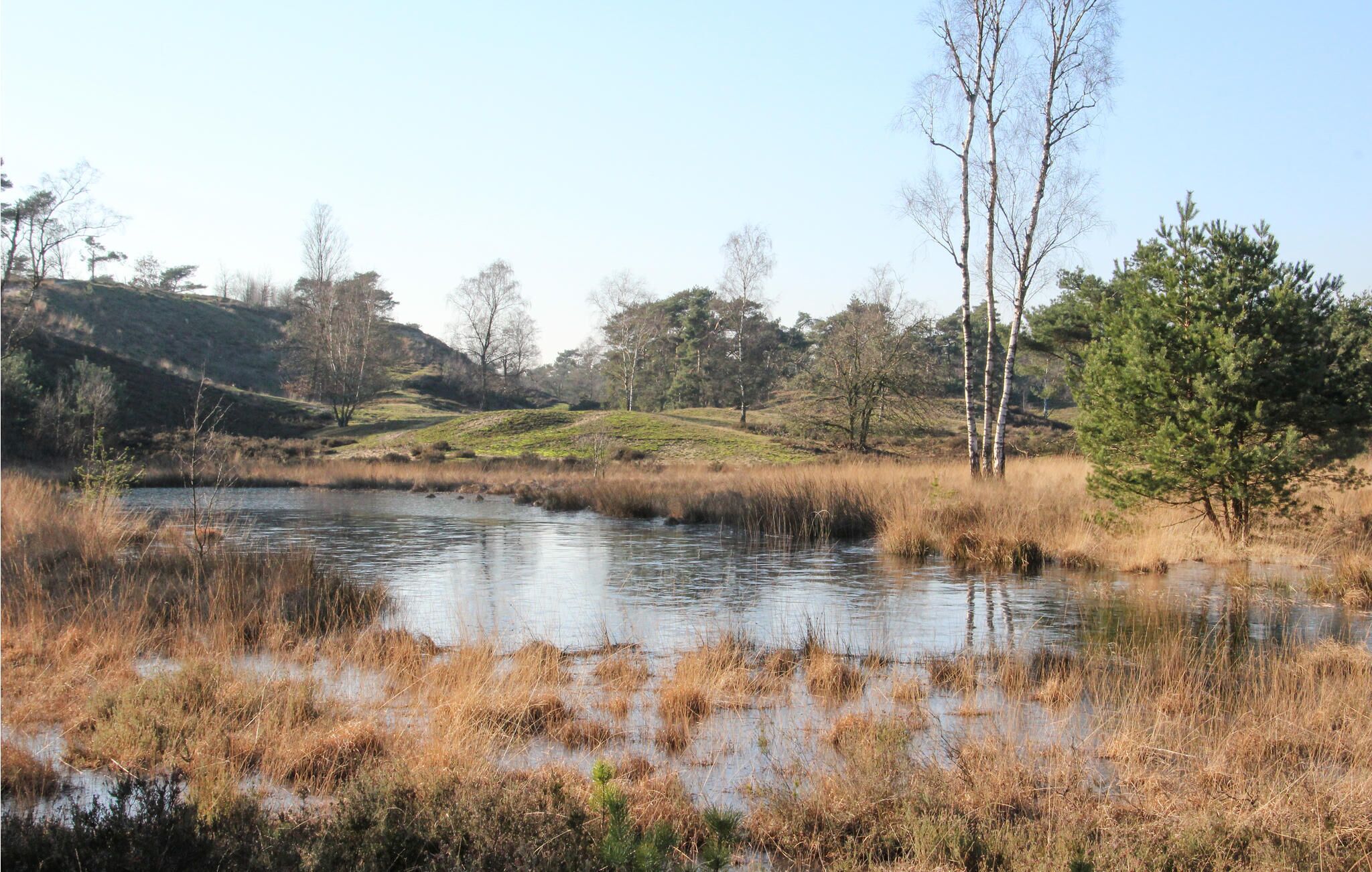 A natural landscape with a body of water, grassy banks, and trees.