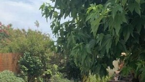 Una mesa redonda con seis sillas blancas de mimbre en un jardín.