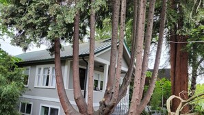 A house with a large tree in front.