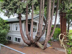 A house with a large tree in front.