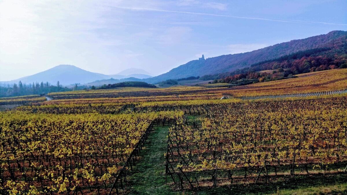Ein Weinberg mit Reihen von Weinreben und einem Berg im Hintergrund.
