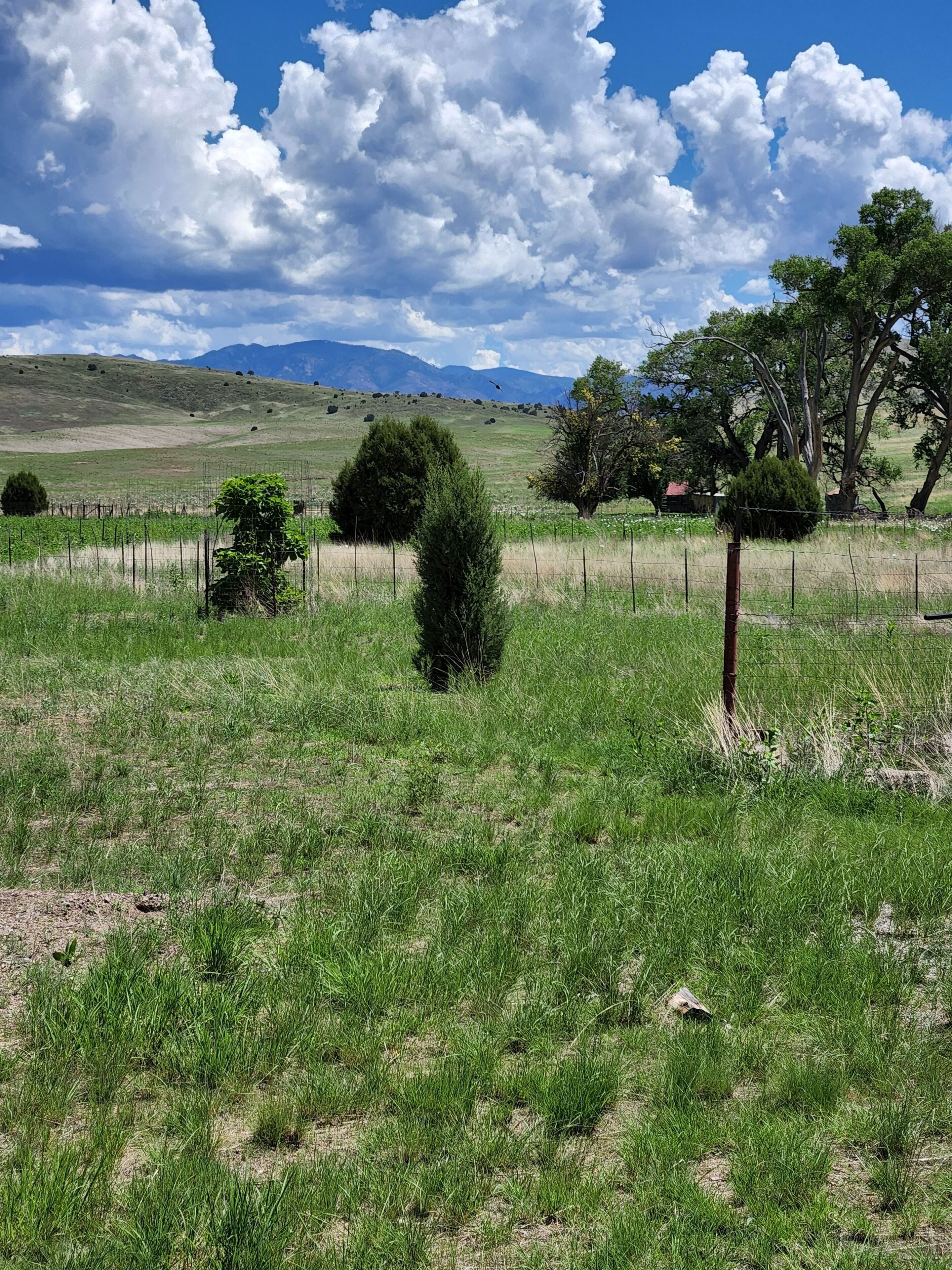Un campo cubierto de hierba con una valla, árboles y montañas lejanas bajo un cielo azul.