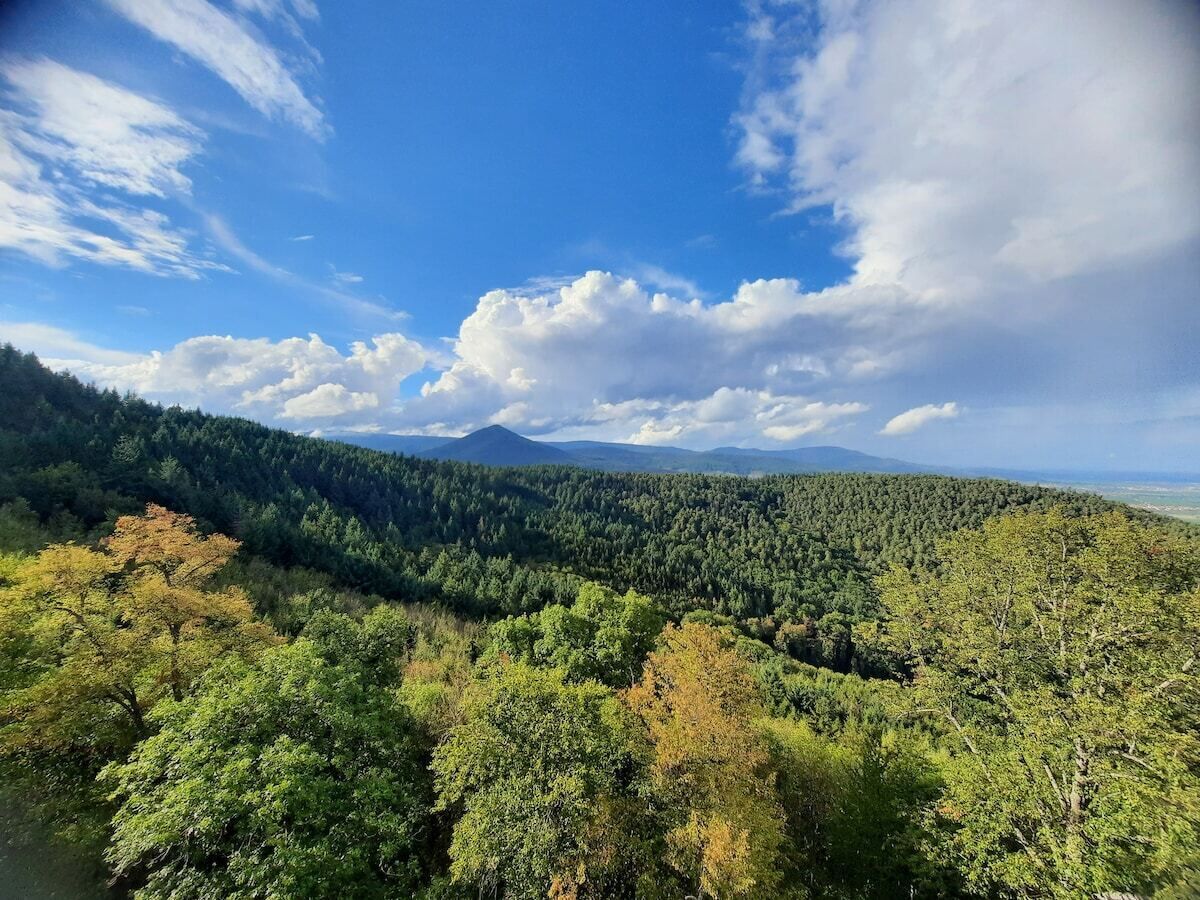 A forested landscape with a mountain in the distance.