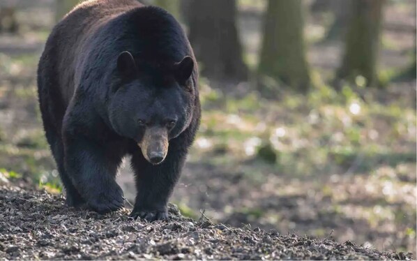 A bear walking on a forest floor.