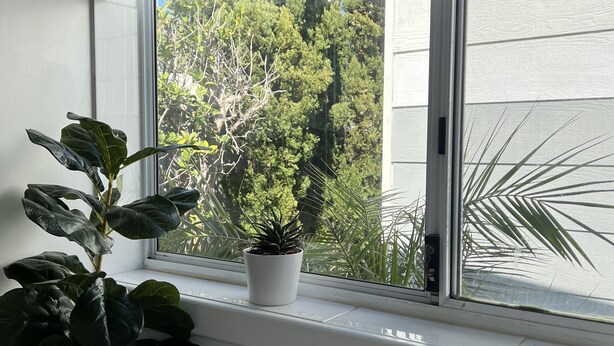 Una ventana con vistas a árboles y un edificio. Hay dos plantas en macetas en el alféizar.