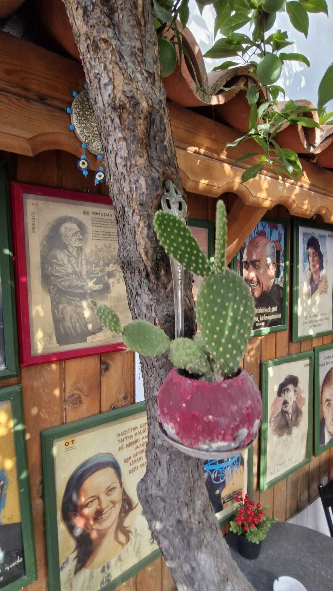 A cactus in a terracotta pot on a tree trunk, surrounded by framed portraits on a wooden wall.
