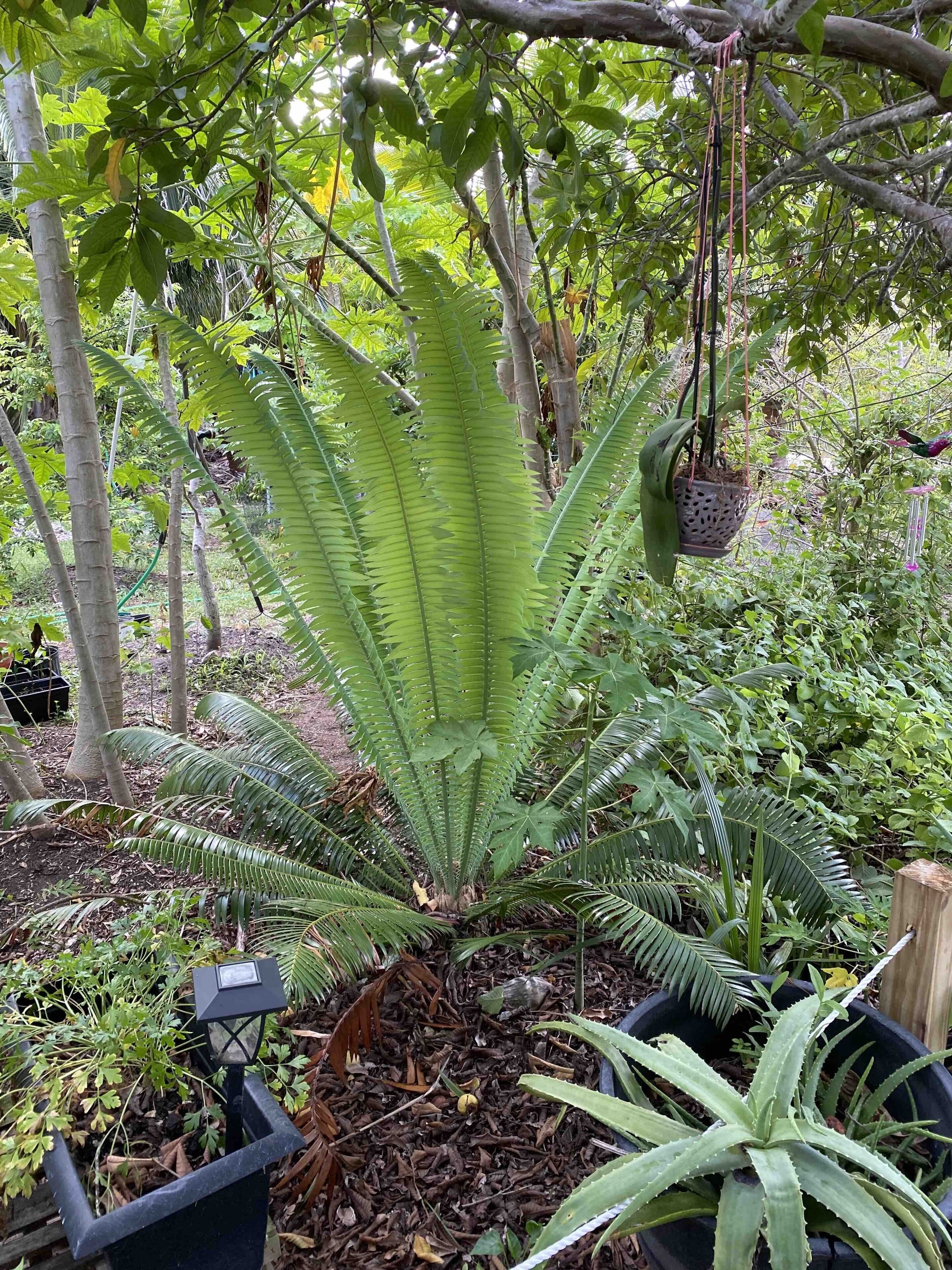 Villa, 4 slaapkamers, privézwembad, uitzicht op oceaan | Terrein van de accommodatie