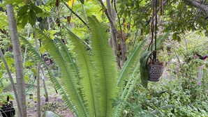 A lush garden with a variety of plants, including a prominent fern and an aloe vera plant. - Luxury Oceanview Pool Eco-friendly Villa Near Key West (Summerland Key)
