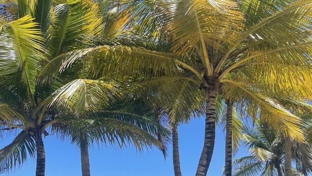 A beach with palm trees and the ocean.