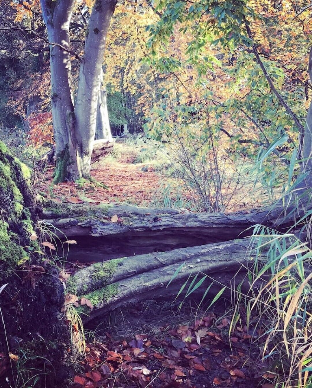 A forest scene with a fallen tree, moss-covered logs, and autumn foliage.