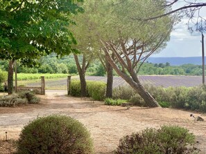 Paesaggio rurale con un sentiero sterrato che conduce a un cancello, circondato da alberi e arbusti.