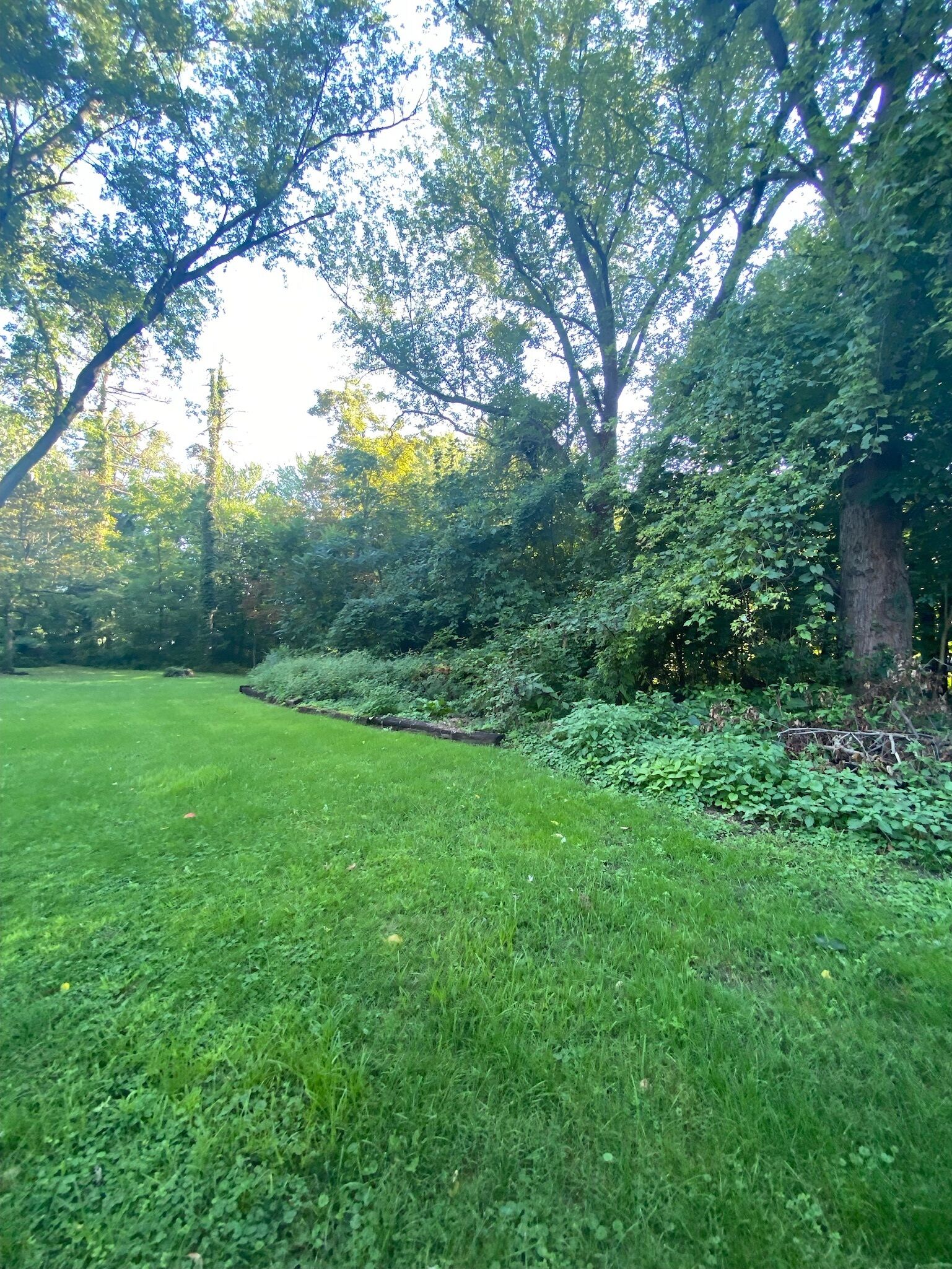 A well-maintained grassy area with dense foliage and trees in the background.