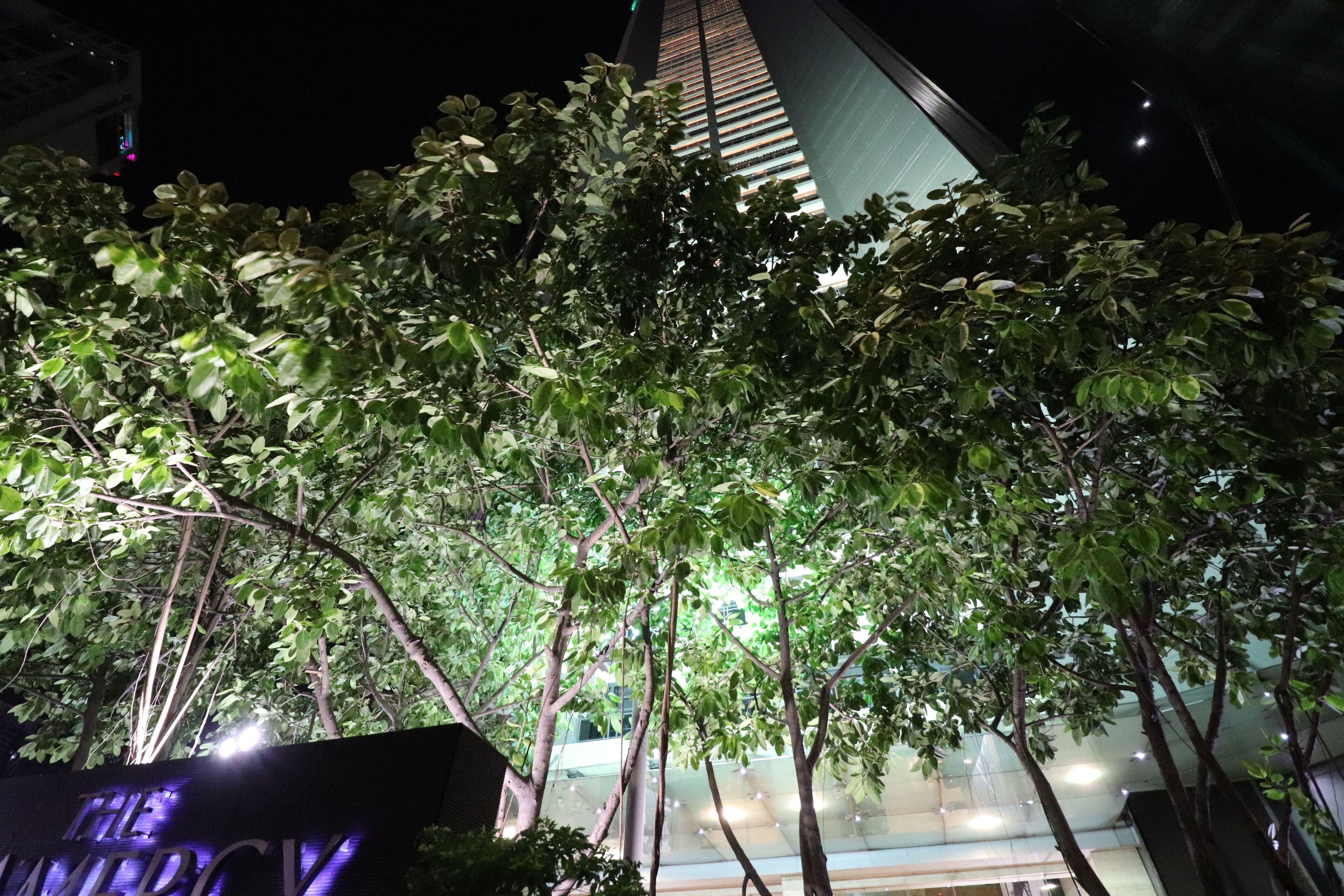 Una vista nocturna de un edificio con fachada moderna de vidrio y un letrero que dice 'THE MERCY'.
