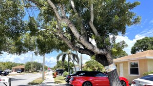 Una calle residencial con coches aparcados, aceras y un árbol grande.