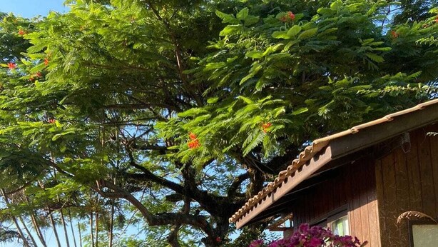An outdoor dining area with a table set for two, surrounded by lush greenery and a large tree. - Pousada Pouso do Marujo (Florianópolis)