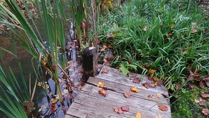 A wooden pathway with fallen leaves, surrounded by greenery and a small body of water. - Magical Loft Apartment at Fernbrook Place (Otto)