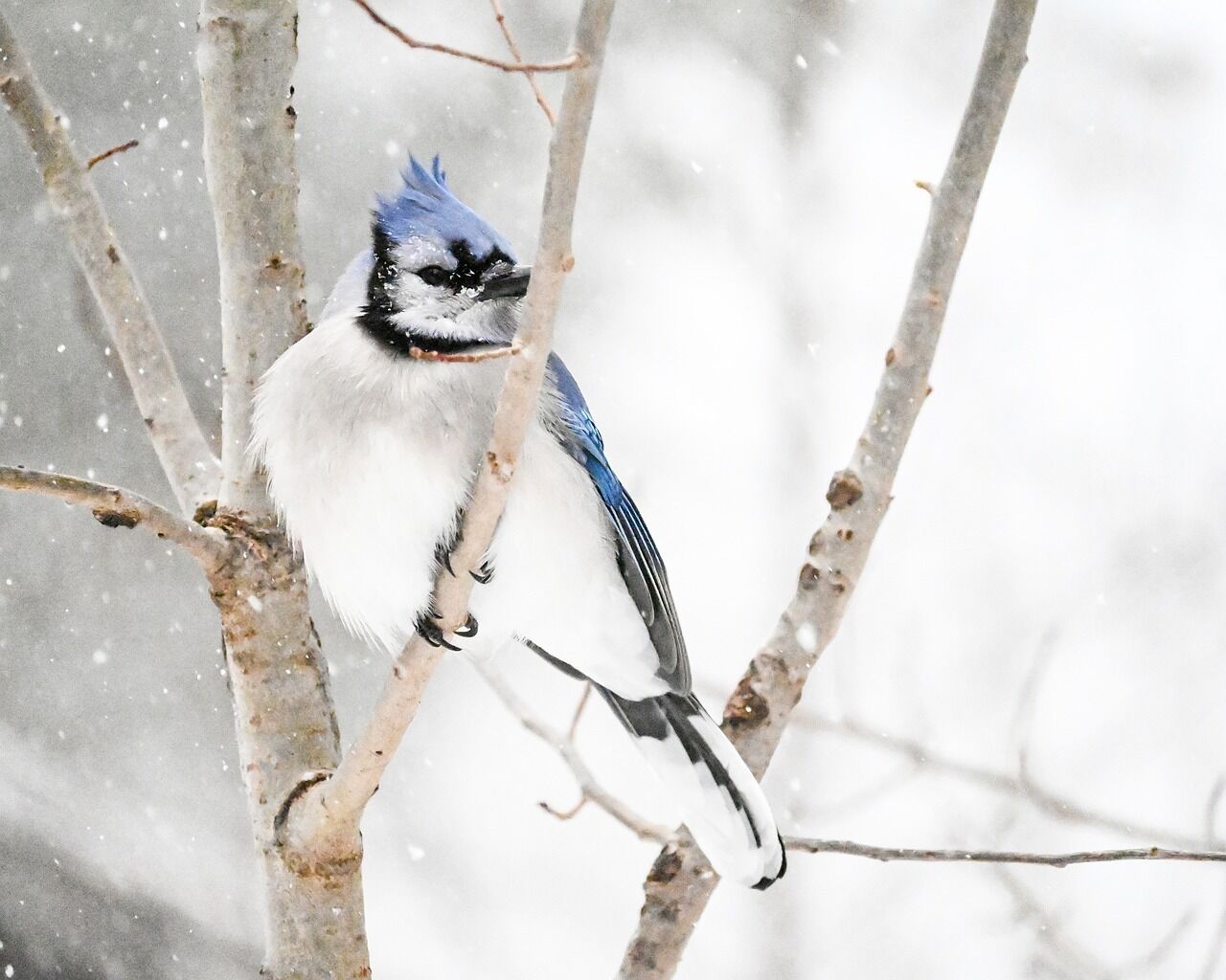 The Pinecone Cottage at Twin Peaks Lodge